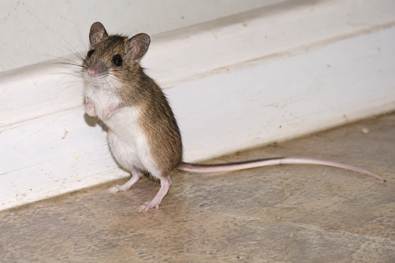 Deer mouse with a white belly and two-tone tail