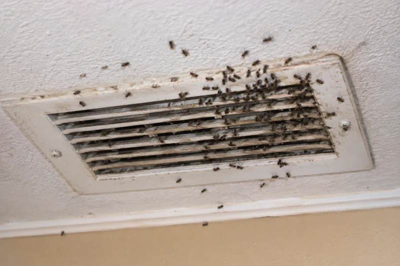 Flies gathering at a ceiling vent