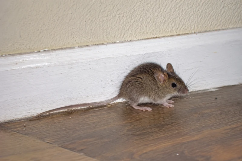 House mouse running along a baseboard