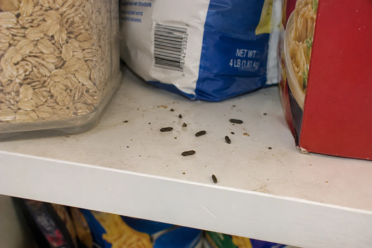 Mouse droppings on a pantry shelf, a common reason for mouse control Greensboro calls