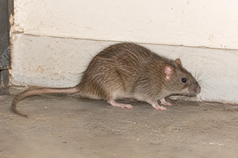 Norway rat with a blunt nose and small ears