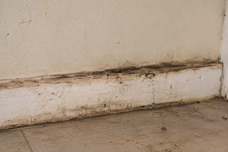 Dark rub marks where rats run along a wall