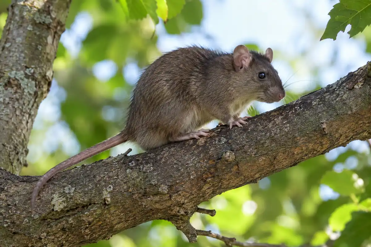 Roof rat on a tree branch