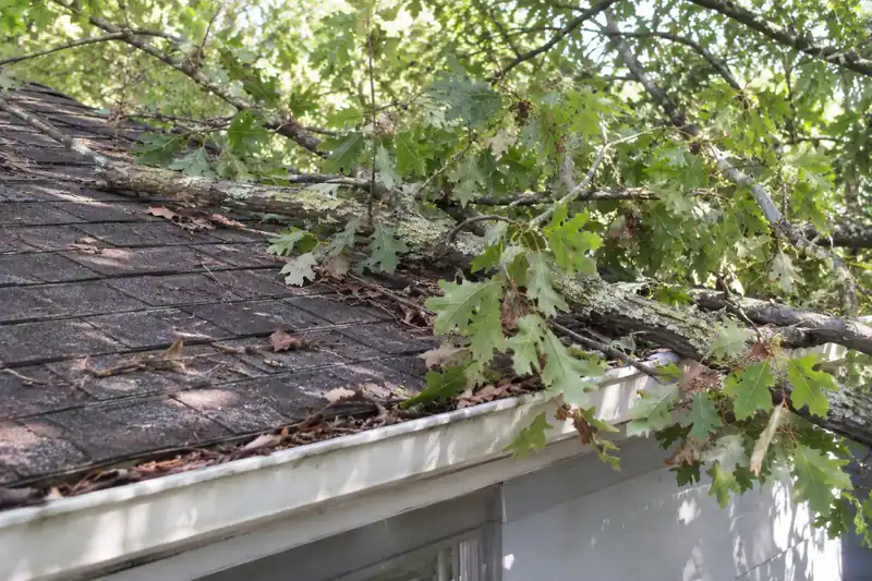 Tree branches resting on a roofline